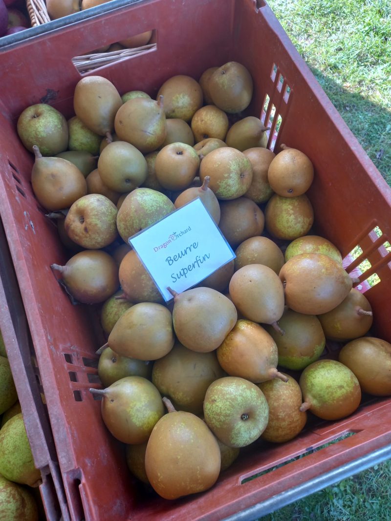 Beurre Superfin pears in a crate