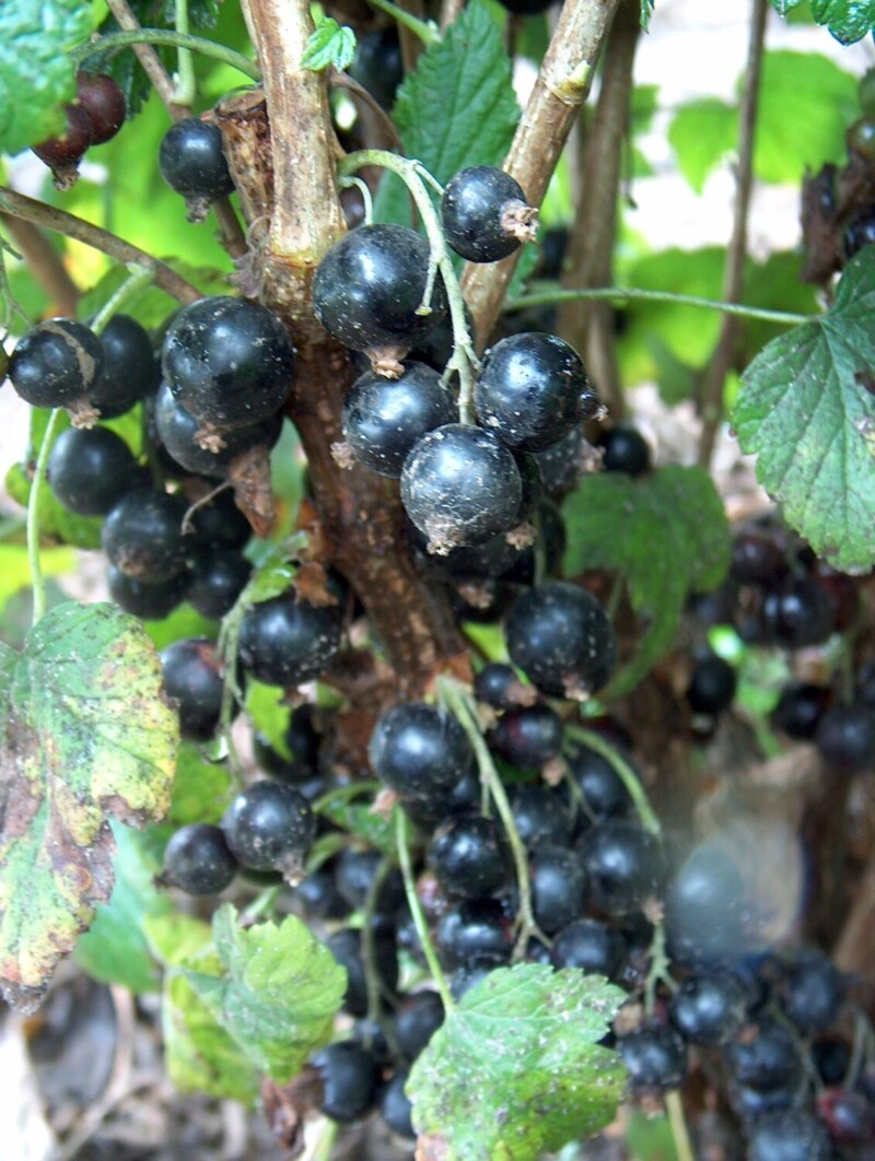 Blackcurrant fruit