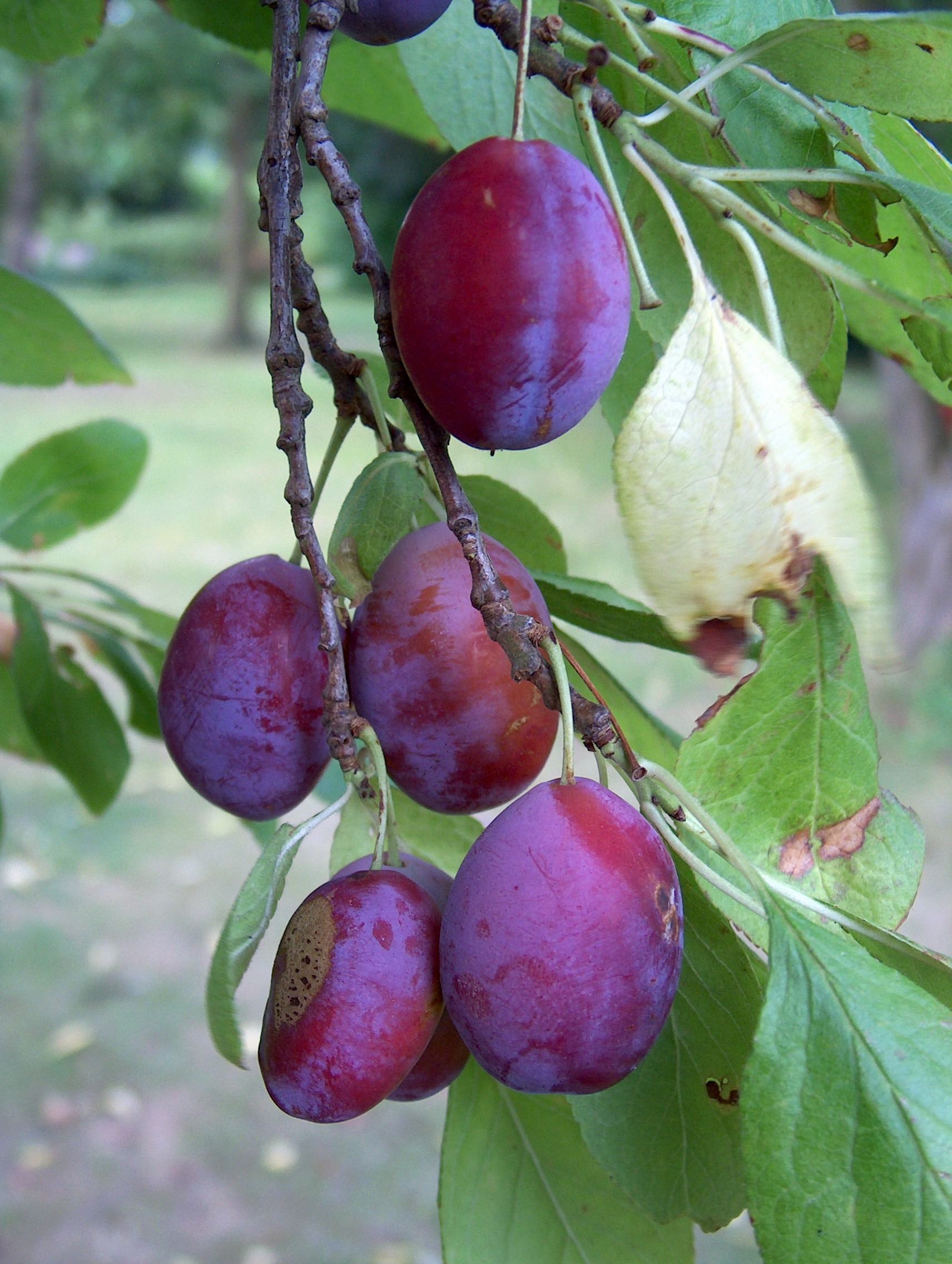 Blaisdon Red 1 Walcot Organic Nursery