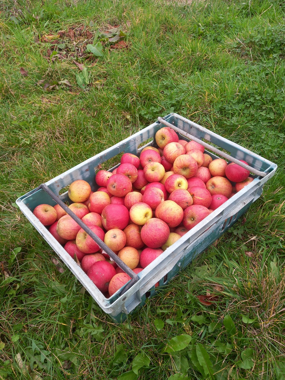 Picked Bright Future apples