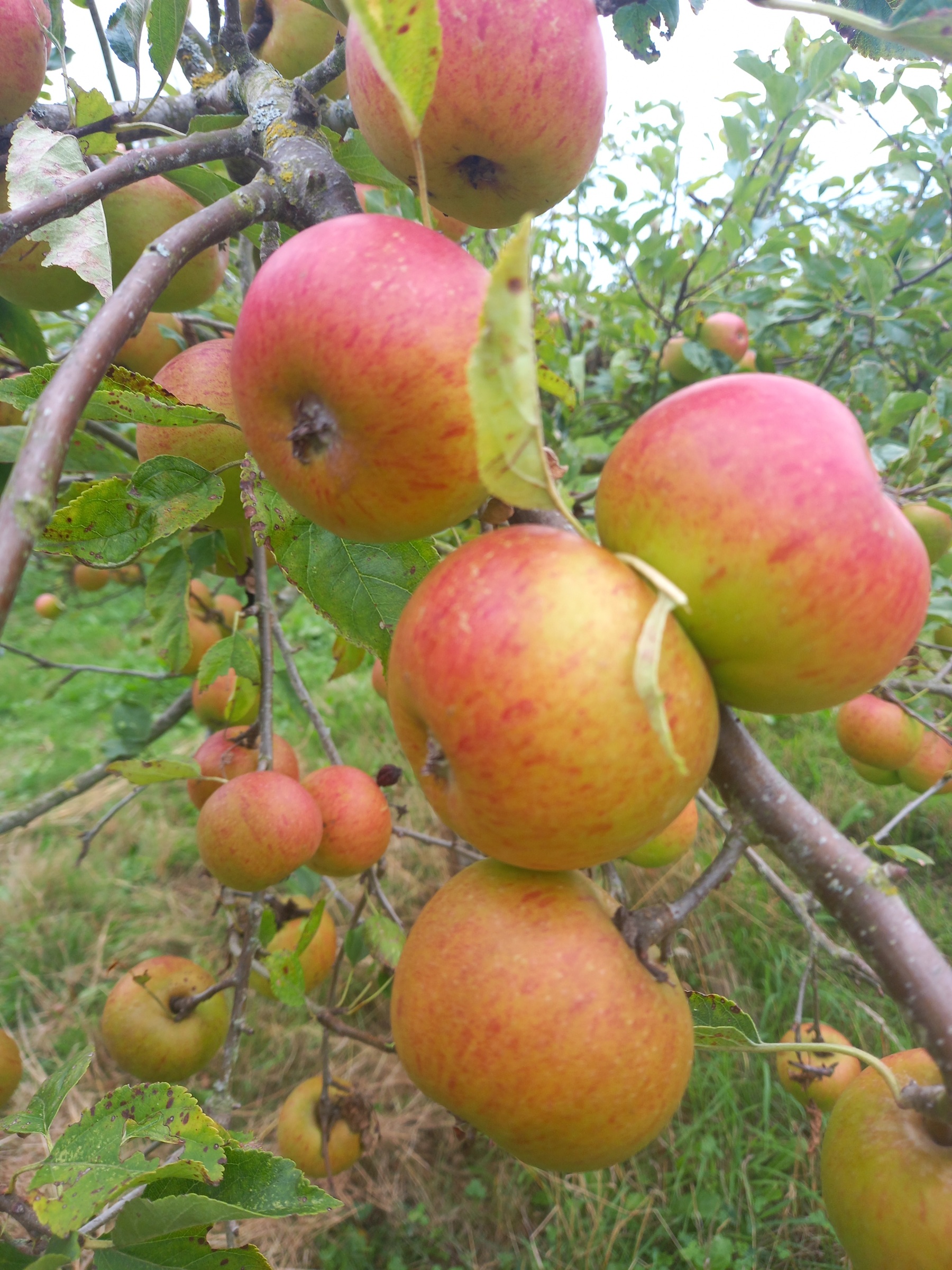 Bright Future apples ripening on tree