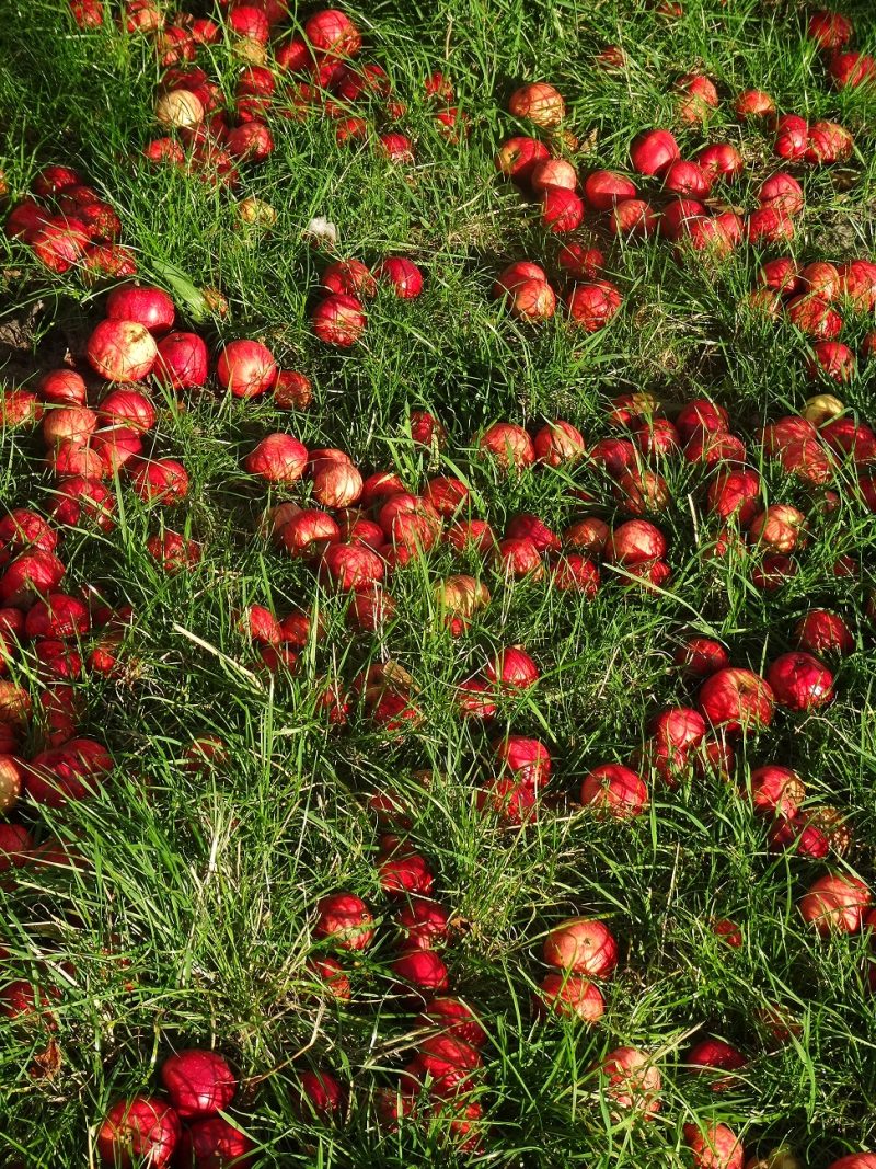 Broxwood Foxwhelp windfalls in September.