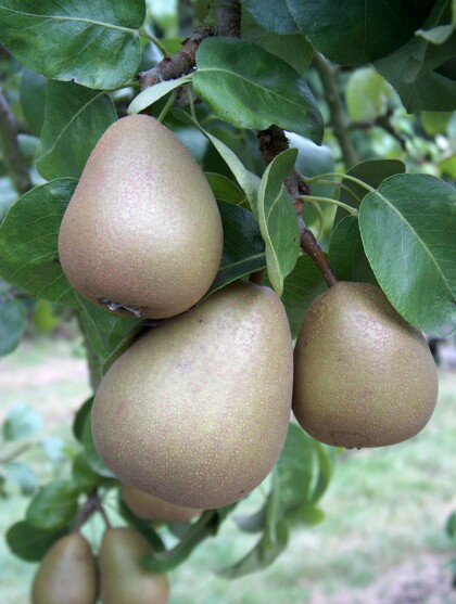 Beurre Hardy pears ripening