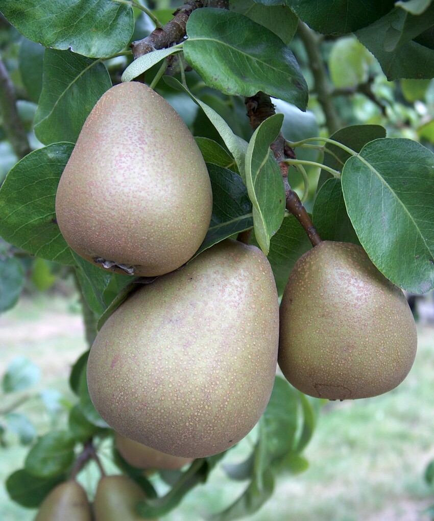 Beurre Hardy pears ripening