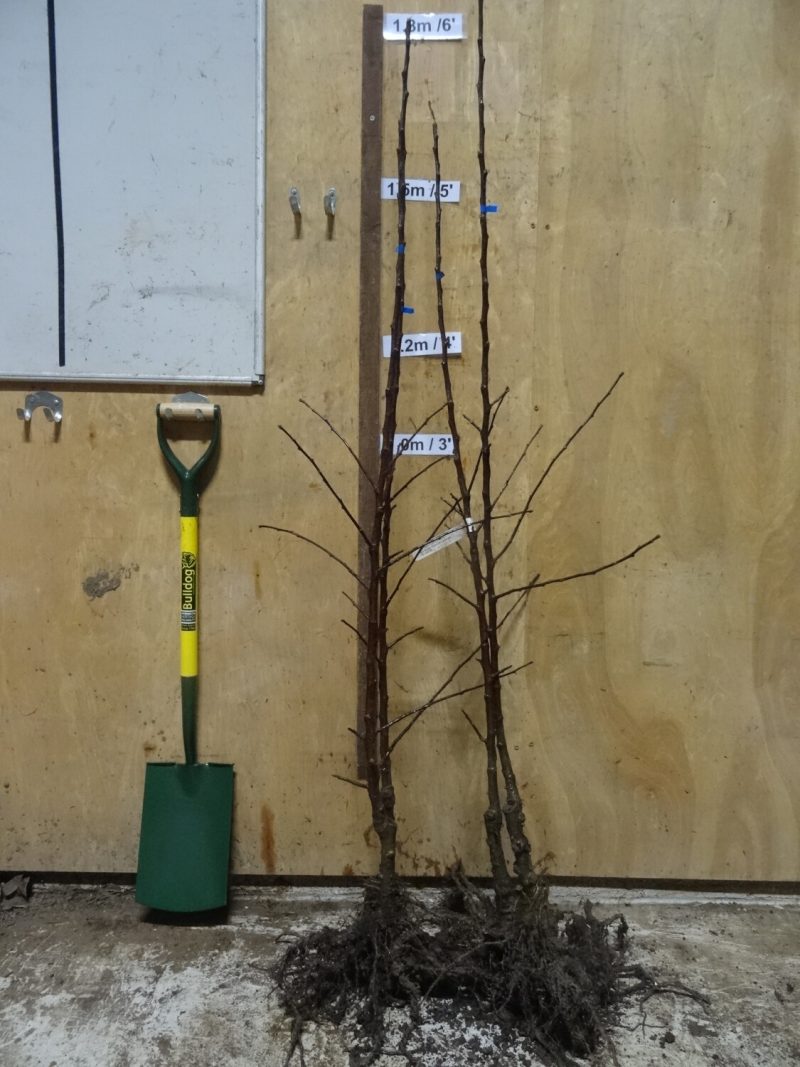 Chisel Jersey Cider apple tree