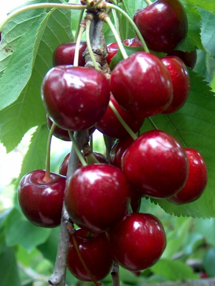 Cherry Colney ripening