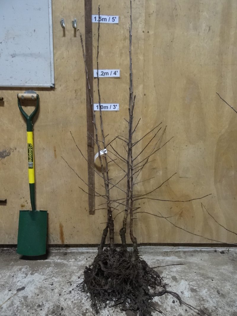 Cox self fertile apple tree