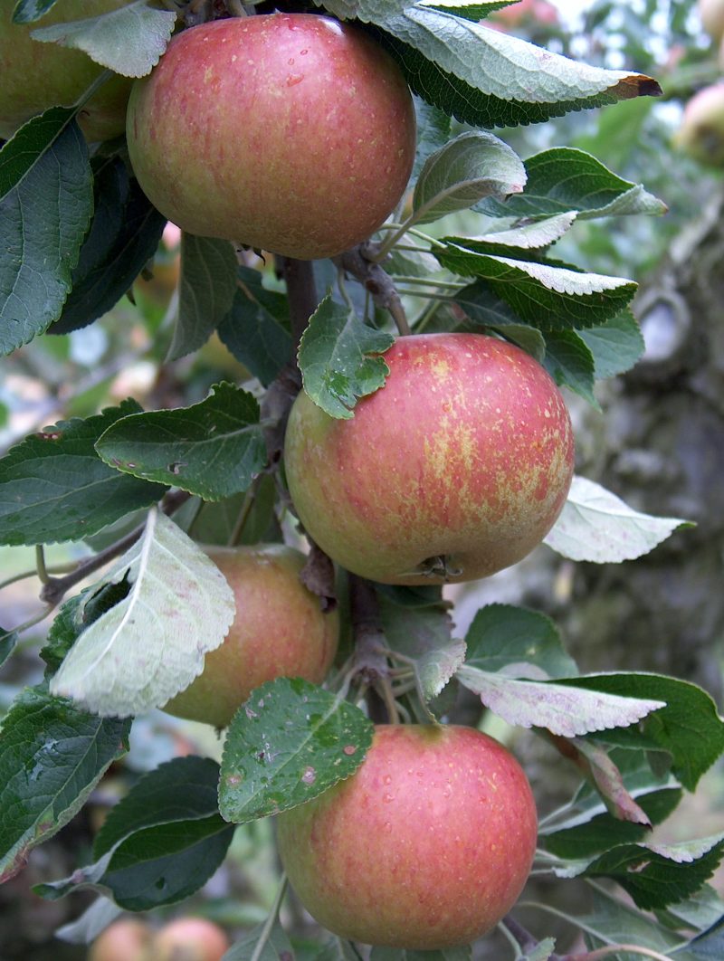 Apple Cox self fertile