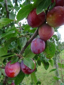 Plum Dymock Red late August