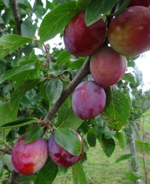 Plum Dymock Red late August