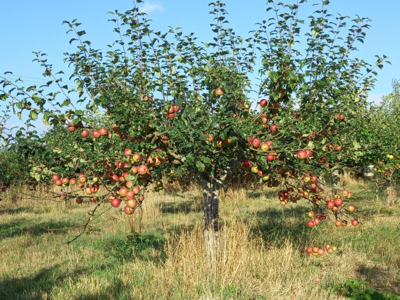Fortune apple tree with ripening fruit
