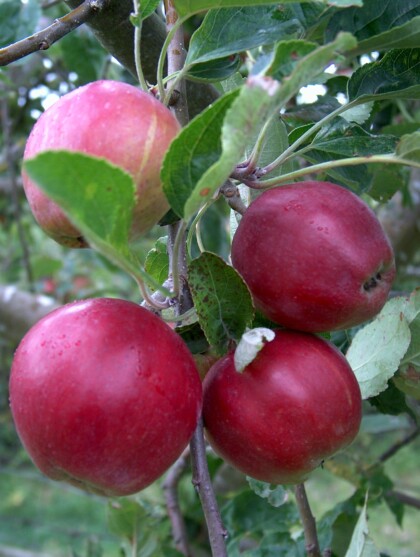 Ripe Gladstone apples