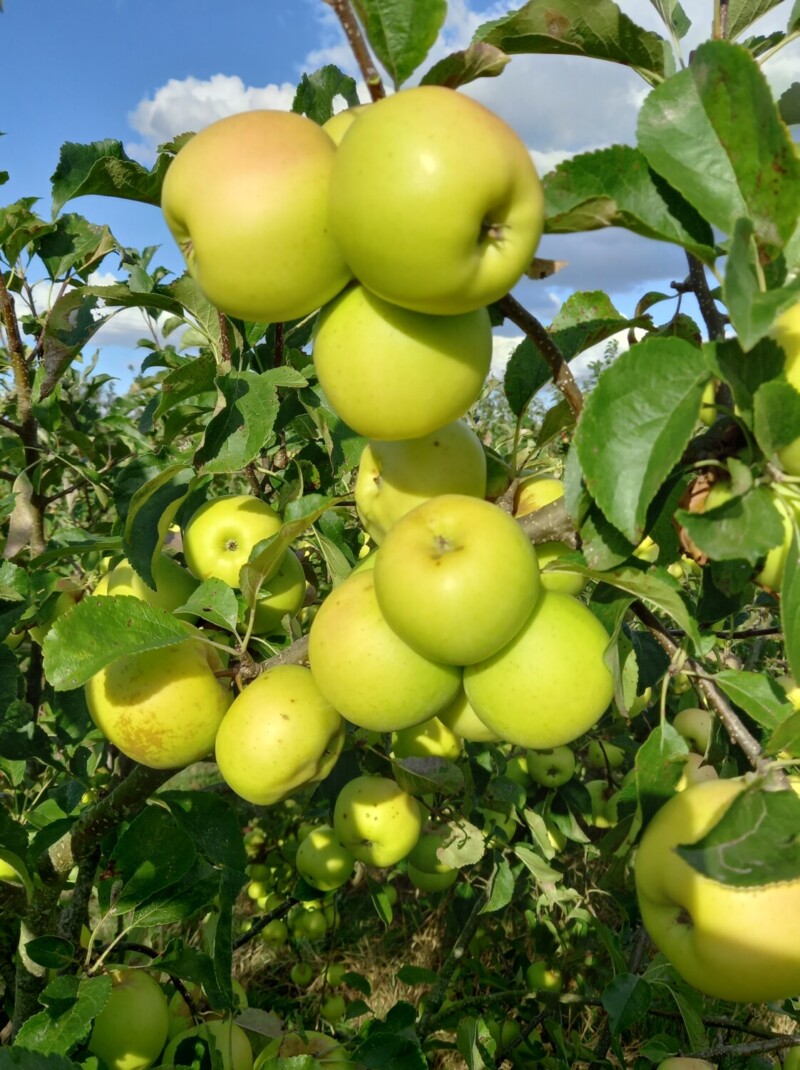 Greensleeves apples