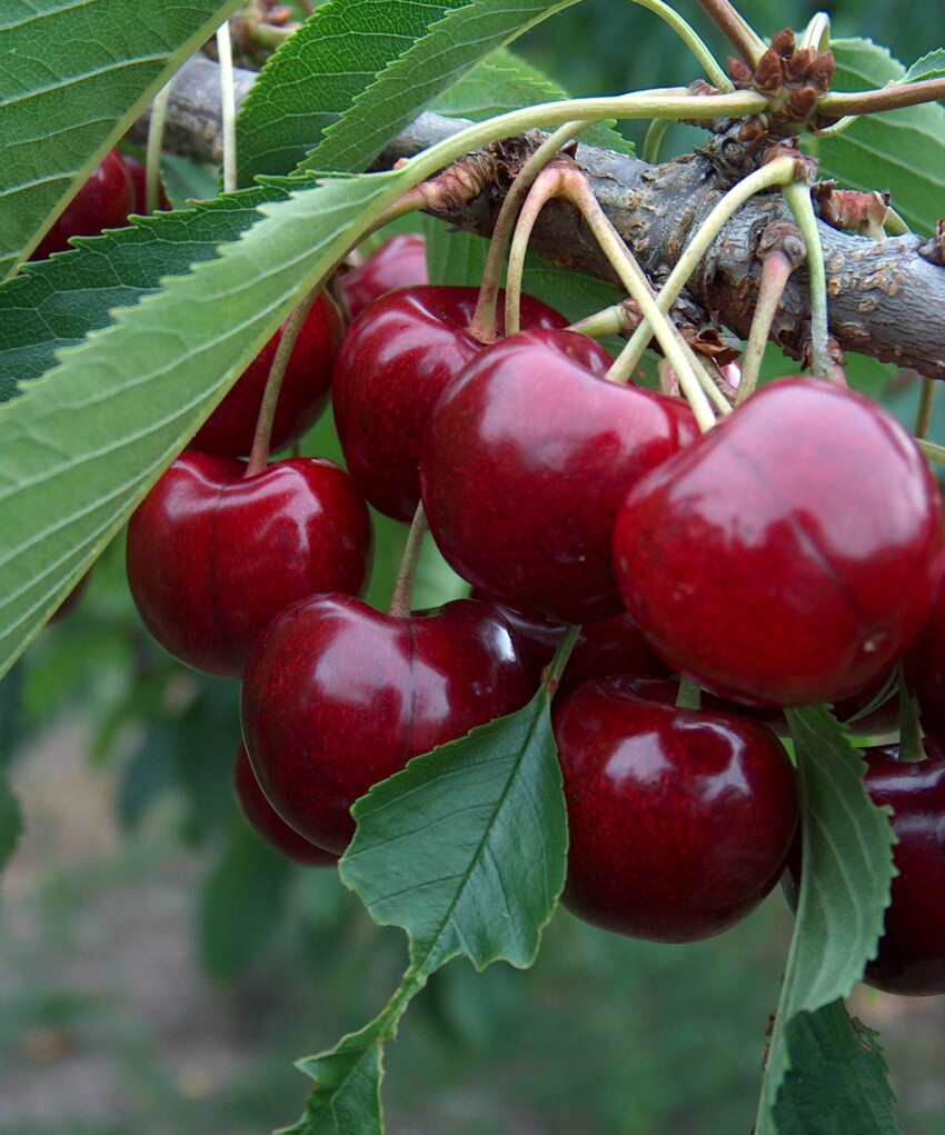 Lapins cherry fruit ripening