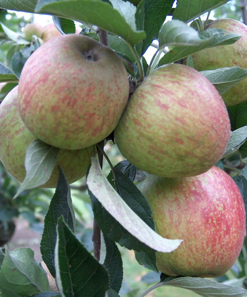 Lord Hindlip apples ripening