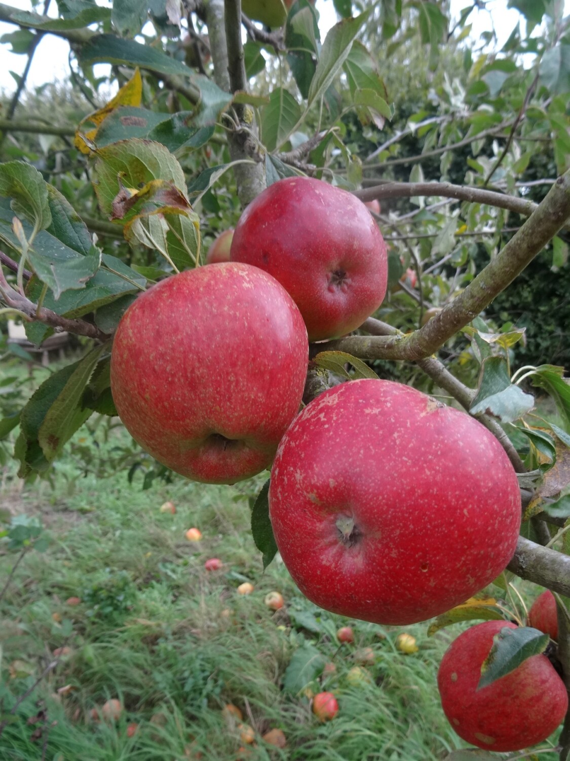 Lord Hindlip apples ready to pick