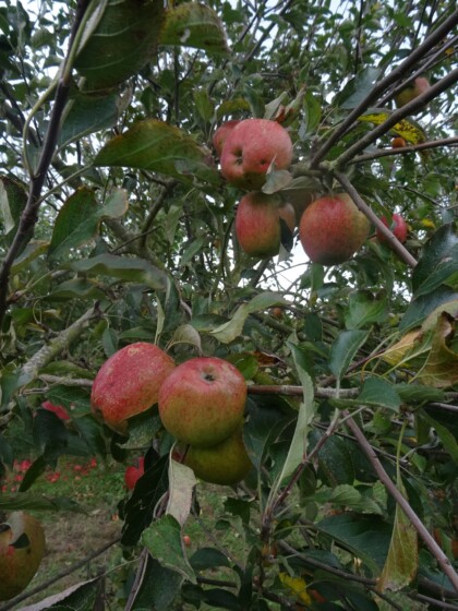 Lord Hindlip apples