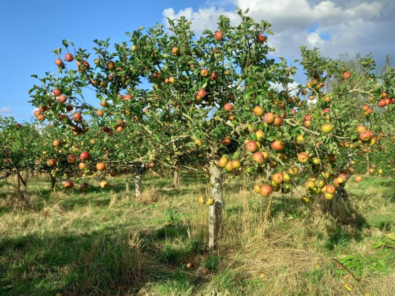 Lord Lambourne apple tree in fruit