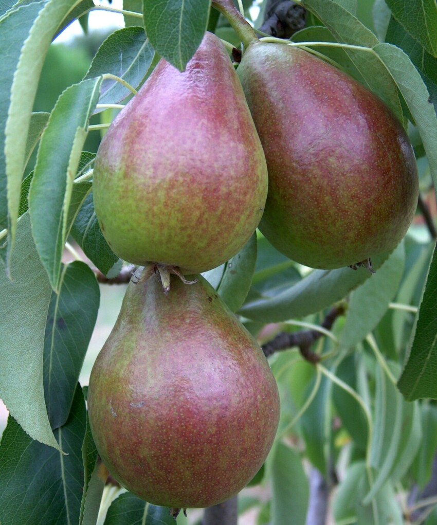 Louise Bonne of Jersey pears