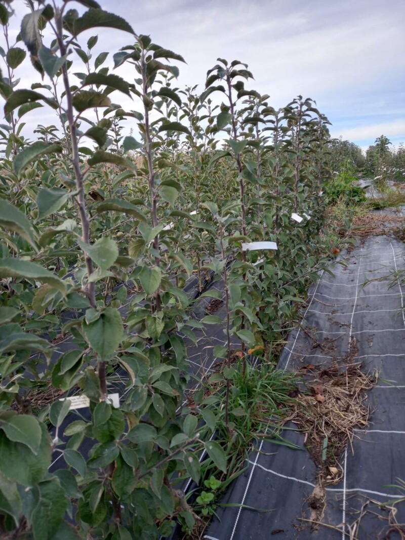 May Queen apple trees on the nursery