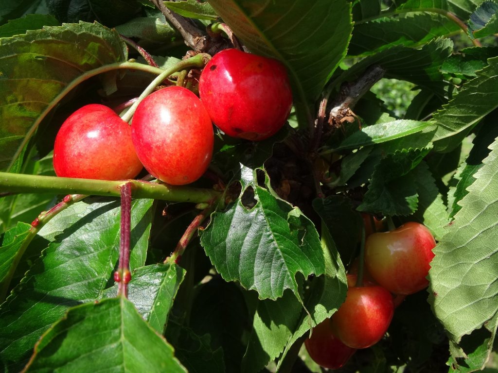 Merton Glory Cherry ripening in June