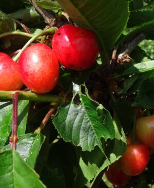 Merton Glory Cherry ripening in June