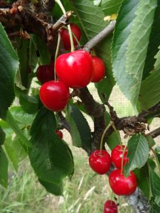 Merton Glory cherries ripening