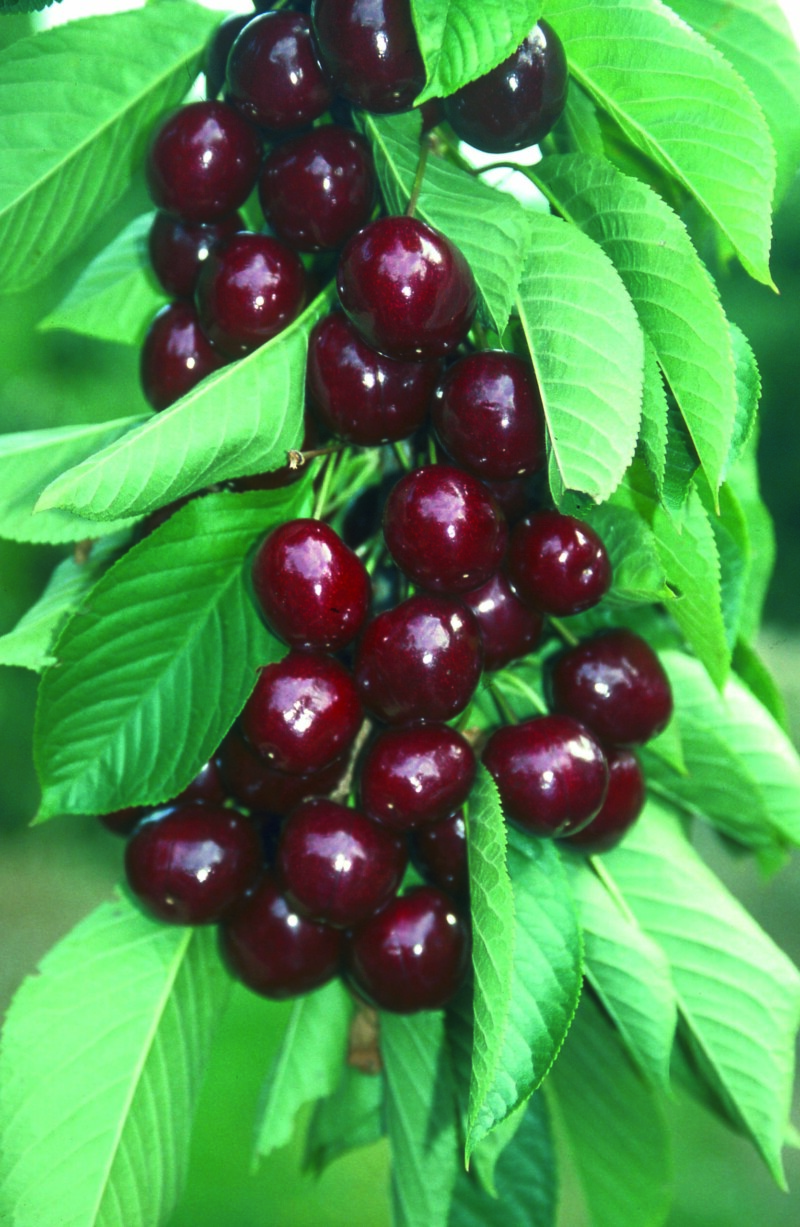 Penny Cherry ripening