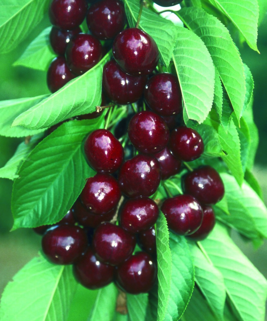Penny Cherry ripening