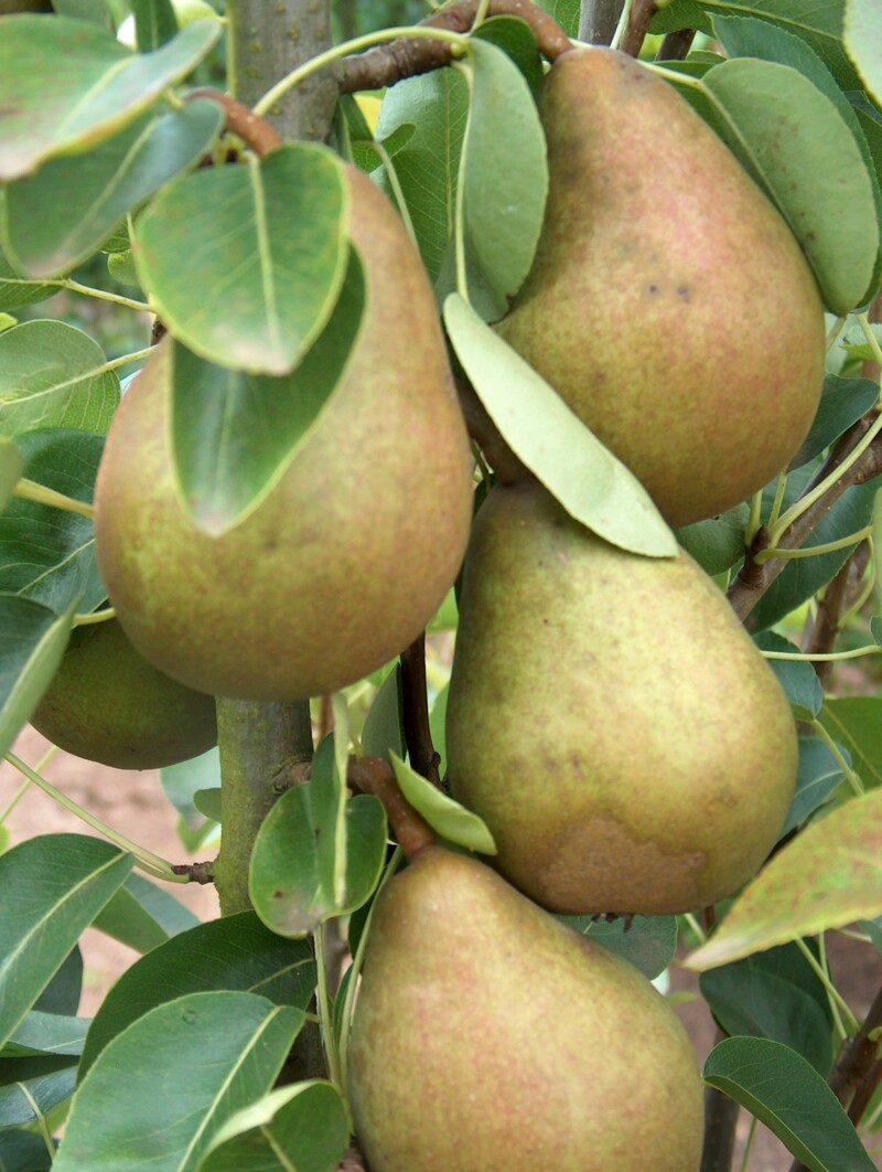 Pierre Corneille pears