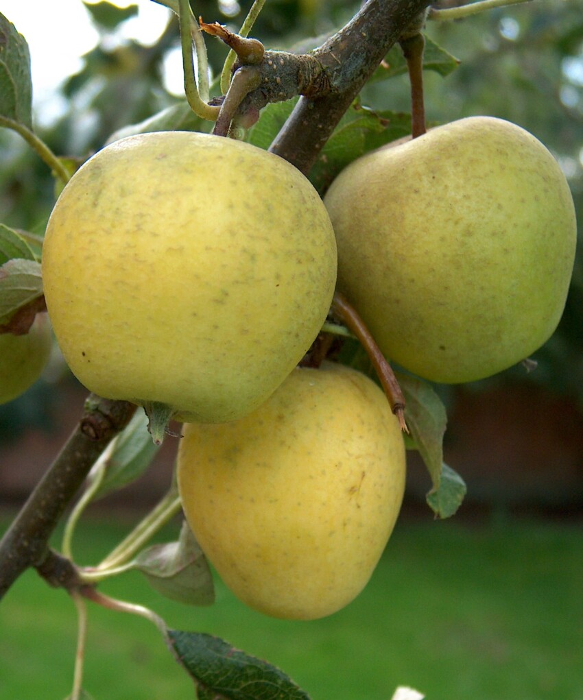 Apple Pitmaston Pineapple Walcot Organic Nursery