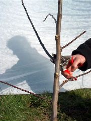 Pruning - winter of planting