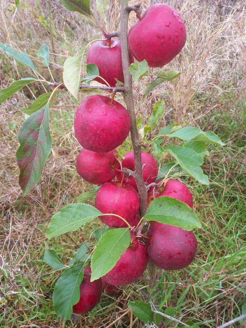 Red Falstaff - Image 5