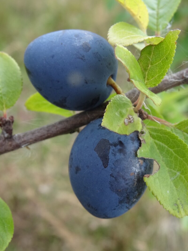 Rodley Blackjack plums on tree