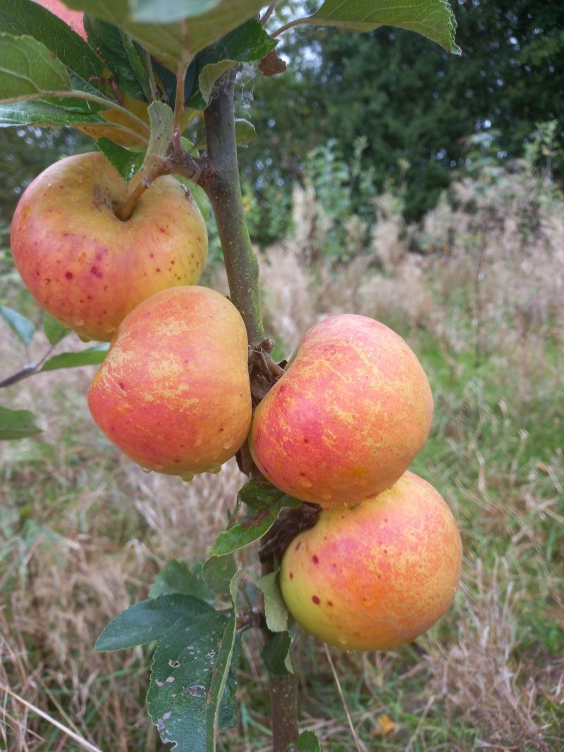 Rosemary Russet apples on a two year tree