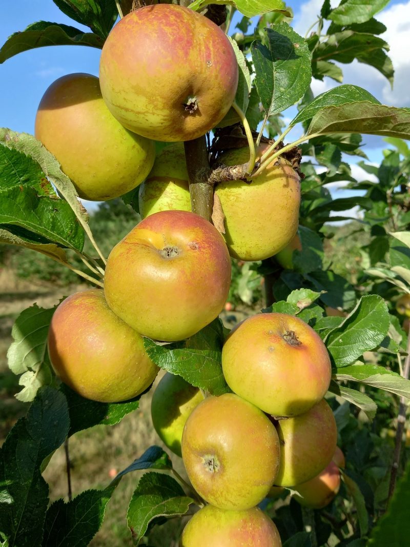 Rosemary Russet apples