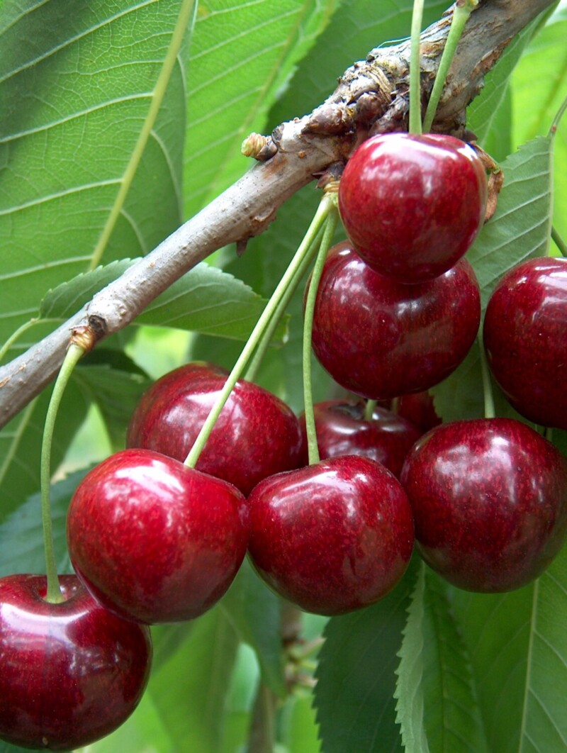 Ripe sunburst cherries