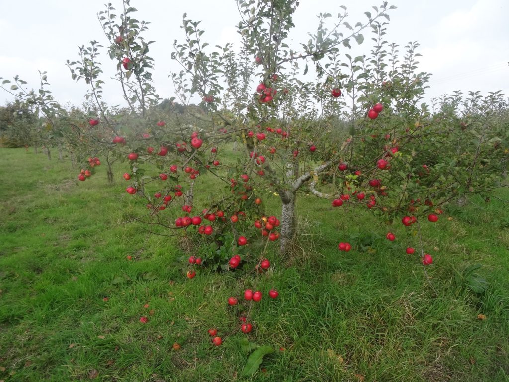 Topaz apple tree in fruit