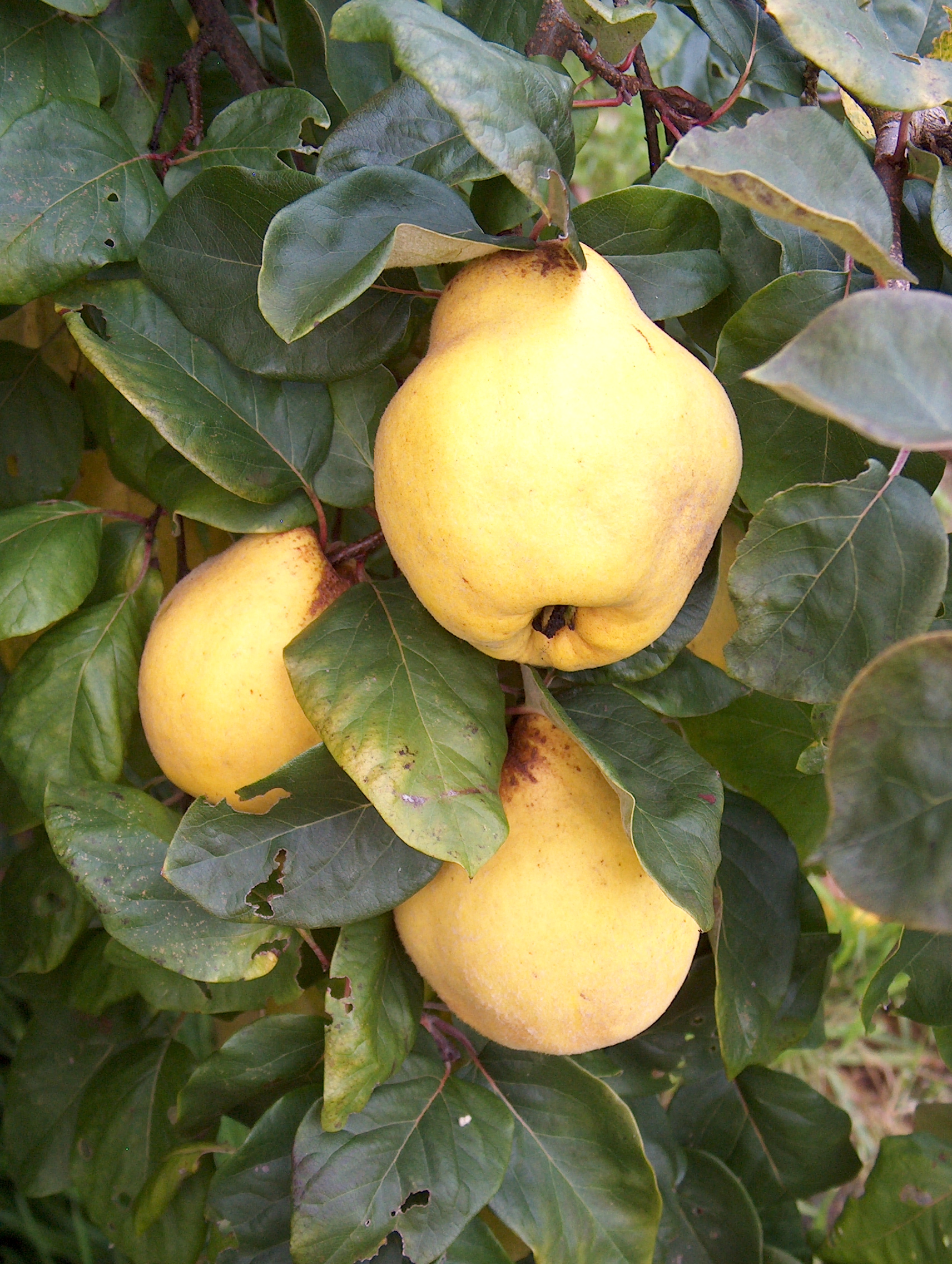 Acheter des arbres fruitiers bio au Royaume-Uni