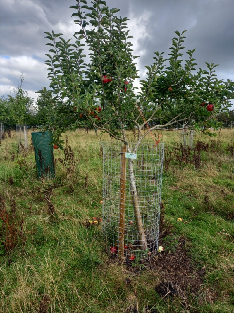 Young Worcester Pearmain tree