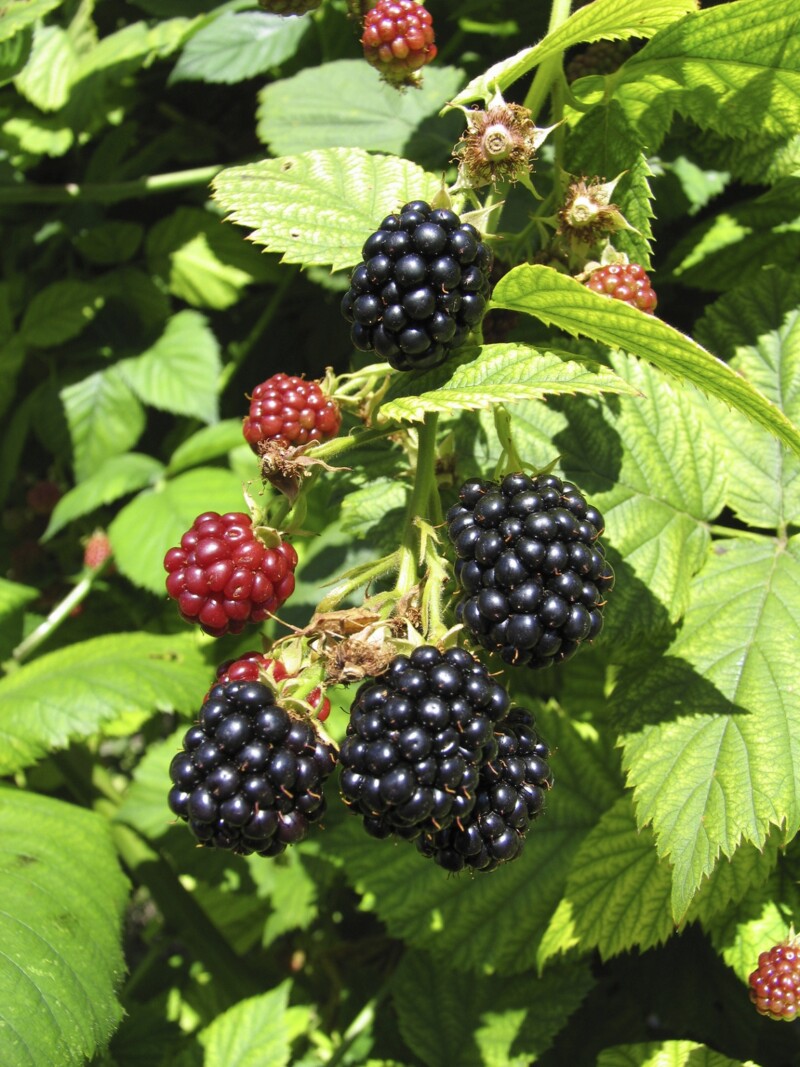 Blackberry Waldo ripening