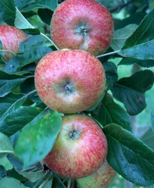 Beauty of Bath apples about ripe