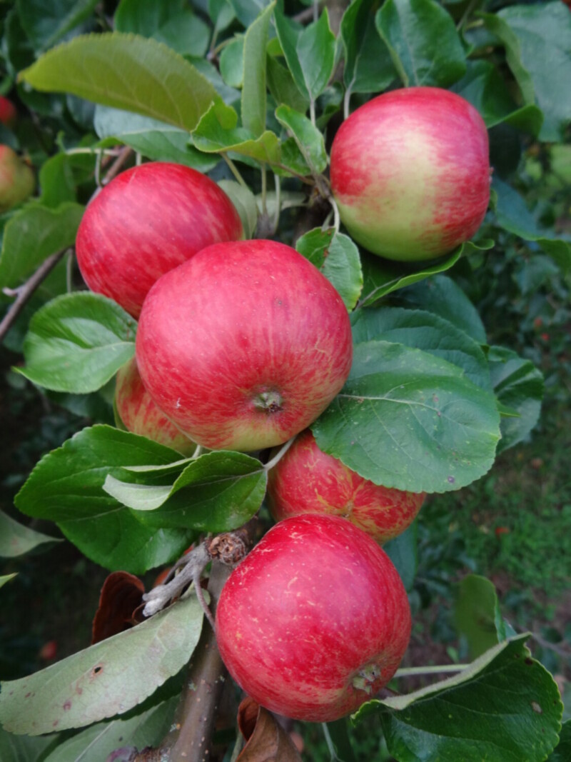 Broxwood Foxwhelp cider apples