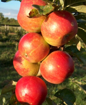 Cevaal apples ripening in early autumn sunshine