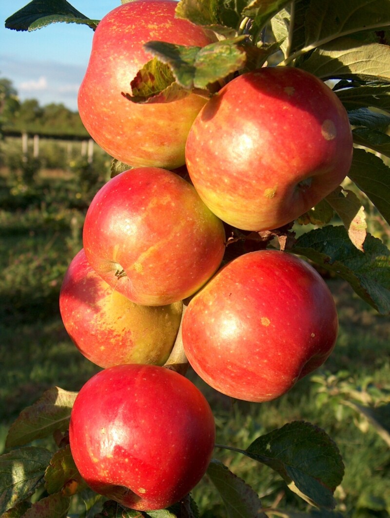 Cevaal apples ripening in early autumn sunshine