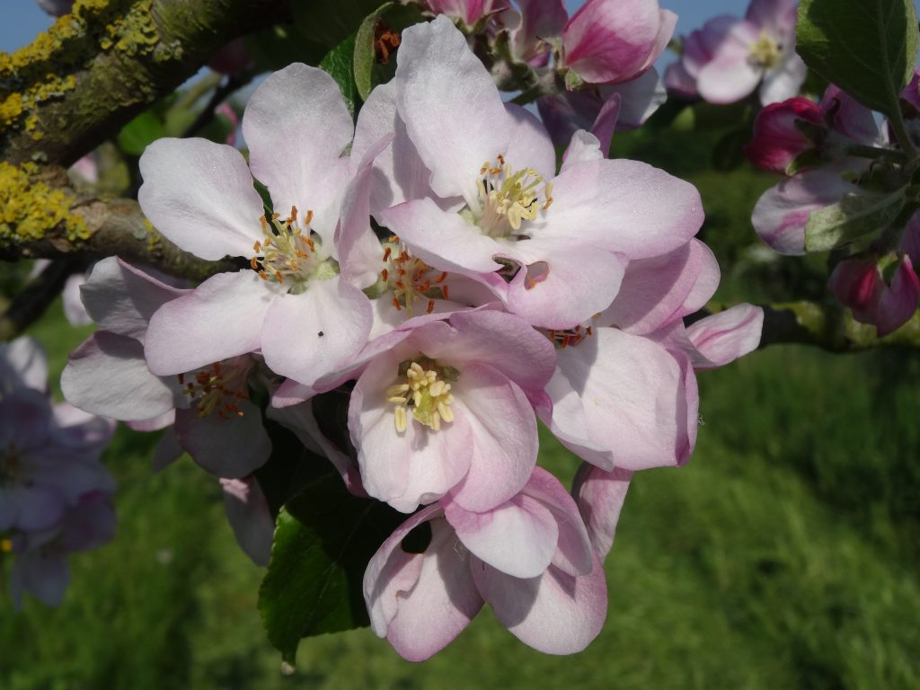 Edward V11 Flower1 Walcot Organic Nursery 