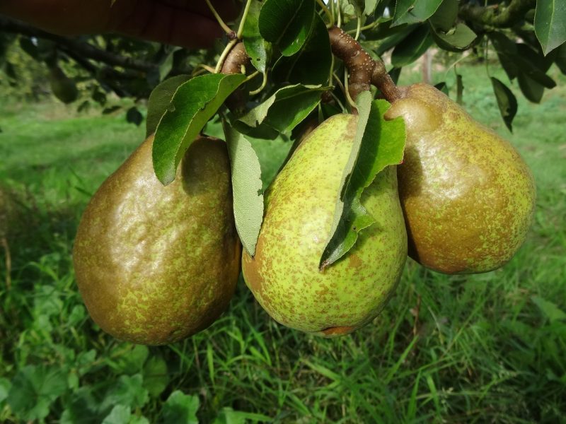 Pear Emile D'Heyst