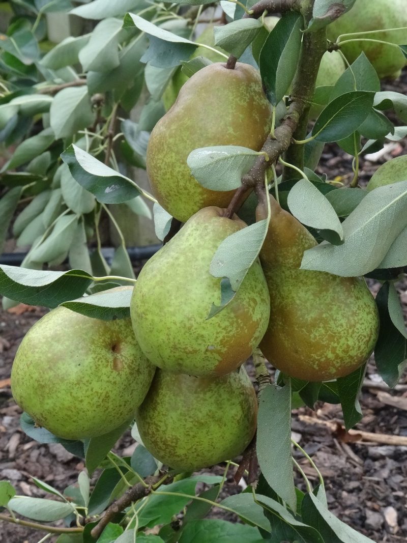 Pear Emile D'Heyst
