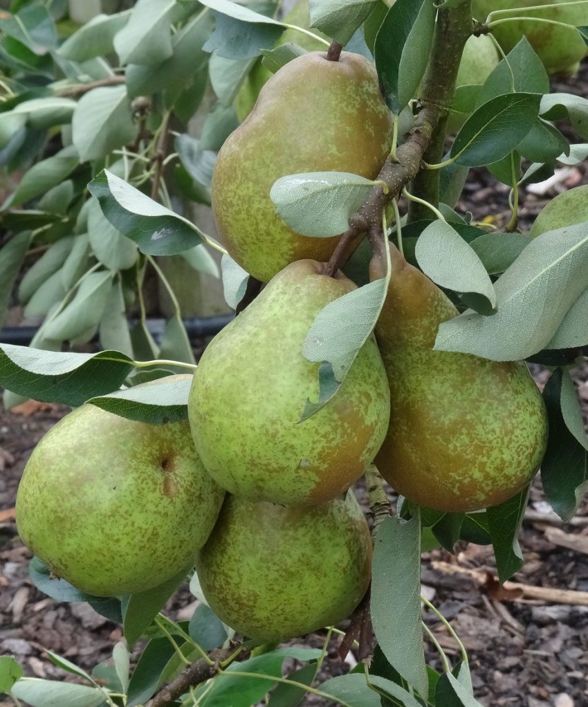 Pear Emile D'Heyst