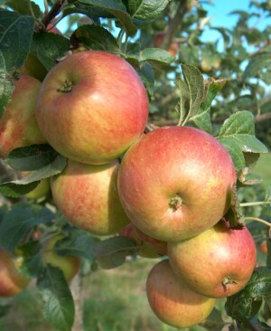 Ripening Fortune apples